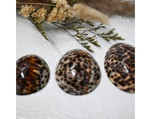 Coquilles Anti-irritations