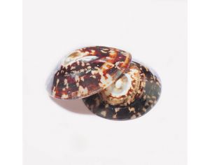 Coquilles Anti-irritations